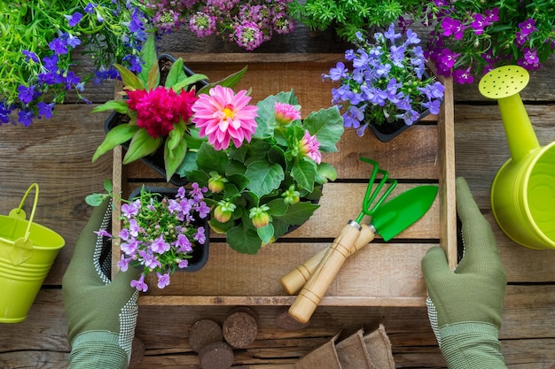 Les mains du jardinier tiennent un plateau en bois avec plusieurs pots de fleurs Équipement de jardin