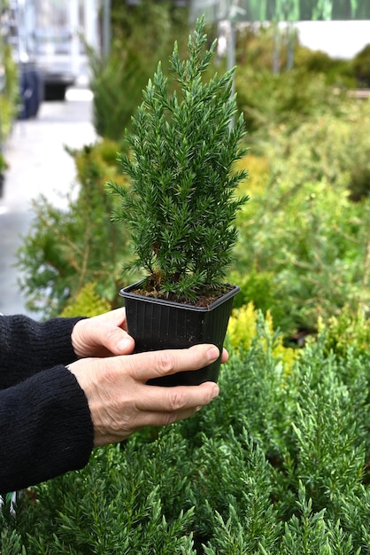 Les mains du jardinier tiennent un pot avec un arbre dans un fleuriste ou une serre