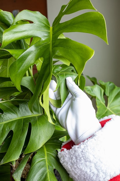 Mains du Père Noël caressant un beau Monstera