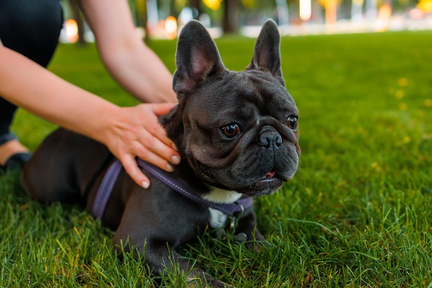 Les mains du propriétaire tiennent le bouledogue français pour que le chien ne se casse pas et ne coure pas