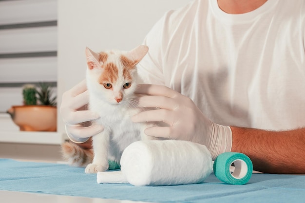 Les mains du vétérinaire masculin dans les gants tiennent le chaton blanc et gingembre, sur la table pour l'examen médical