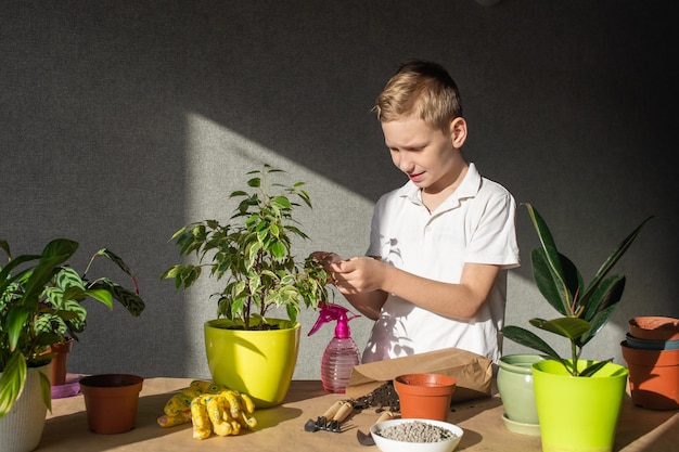 Les mains de l'enfant prennent soin du ficus de Benjamin ameublir le sol avec un outil de sol fertiliser