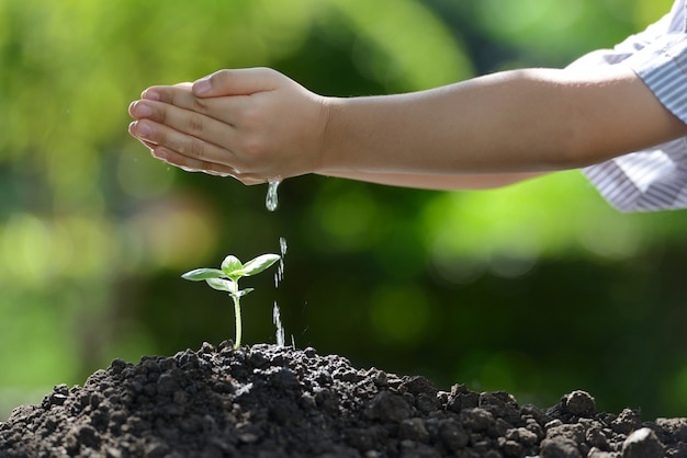 Mains d'enfants arrosant une jeune plante