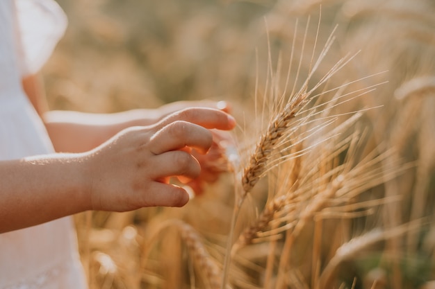 Les mains des enfants sur le fond d'un champ de blé Des épis de blé dans la main des agriculteurs