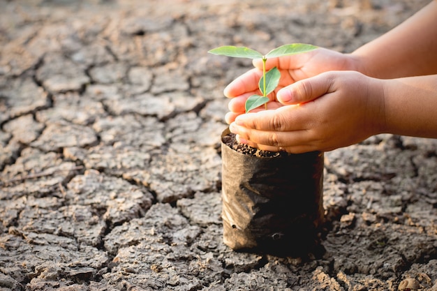 Les mains des enfants mettent des sacs de semis qui poussent sur des sols arides.