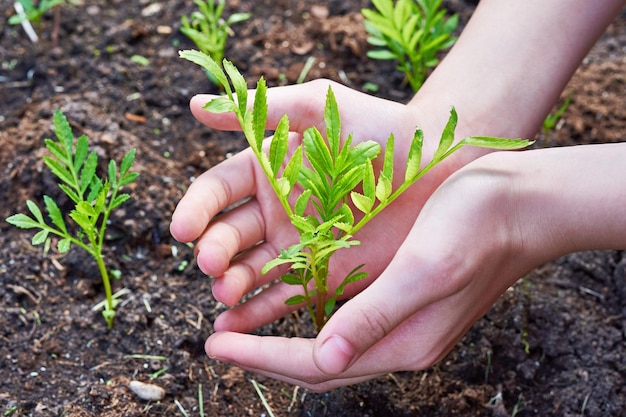 Les mains des enfants tenant soigneusement la plante