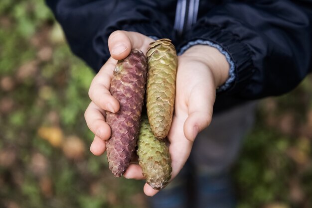 Les mains des enfants tiennent des cônes de sapin vert