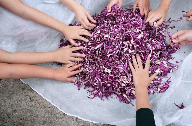 Mains d'enfants travaillant avec des tas de chou violet lors de la fabrication de textile de teinture organique à partir de couleur naturelle.