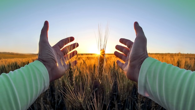 Les mains avec des épillets de blé contre le soleil couchant. le rapport de l'homme à la nature et aux récoltes