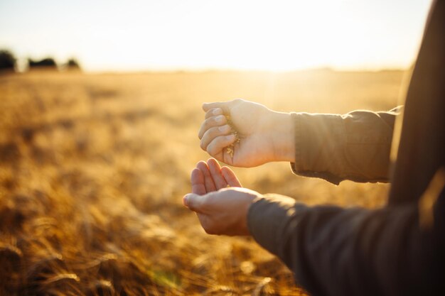 Mains étonnantes d'un gros plan d'agriculteur tenant une poignée de grains de blé dans un champ de blé