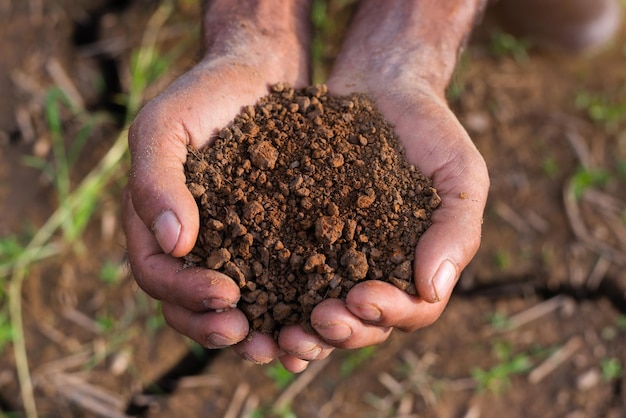 Les mains expertes des agriculteurs vérifient la santé du sol avant de planter des graines ou des semis de légumes Idée d'entreprise ou écologie