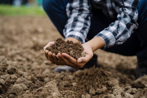 Les mains expertes des agriculteurs vérifient la santé du sol avant de planter des graines ou des semis de légumes Idée d'entreprise ou écologie