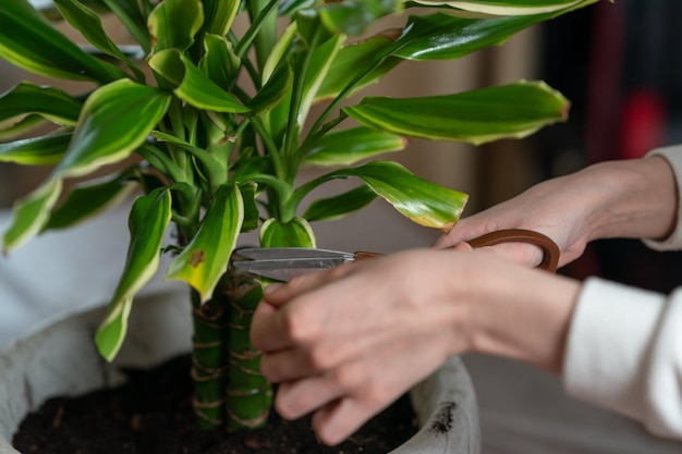 Les mains femelles ont coupé les feuilles fanées sur le dracaena