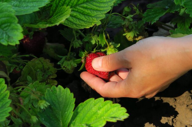 mains féminines cueillant des fraises mûres en gros plan