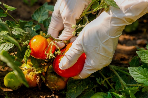 Des mains féminines dans des gants cueillent une tomate mûre d'un buisson dans le jardinage