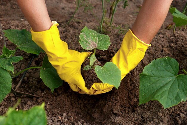 Des mains féminines dans des gants ménagers transplantent des semis de concombres