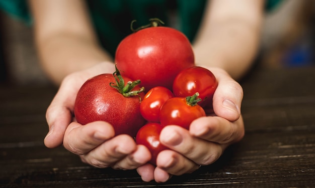 mains féminines détiennent des tomates sur fond de bois