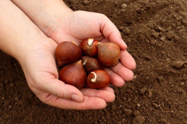 Les mains féminines du jardinier tiennent des bulbes de tulipes sur le fond du tronc. Le concept de plantation printanière de fleurs dans le jardin et le jardin fleuri