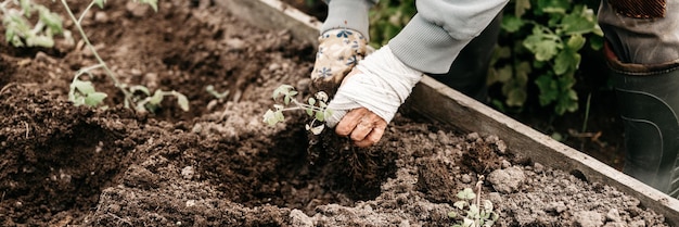 Mains féminines femme âgée plantant des semis germe des légumes plante des tomates dans le sol dans un jardin