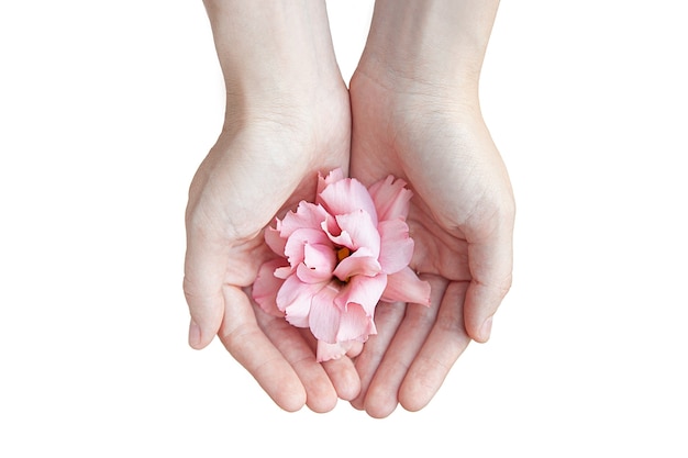 Mains féminines avec des fleurs d'eustoma sur fond blanc.