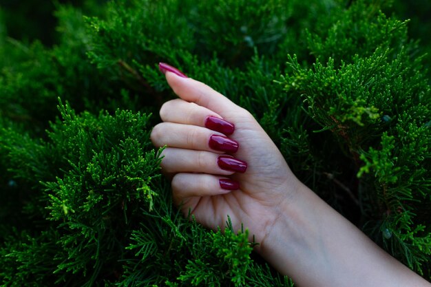 Des mains féminines avec une nouvelle manucure rouge sur un fond vert de feuillage d'un buisson