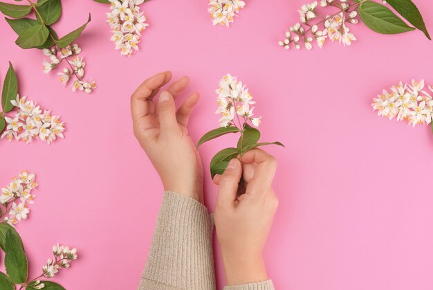 Mains féminines et petites fleurs blanches sur fond rose