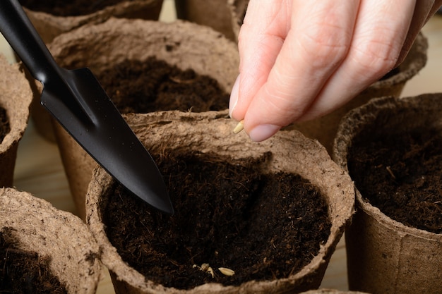 Mains féminines plantant des graines dans un pot de tourbe