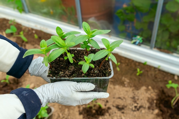 Des mains féminines plantent des plants de zinnia flowr dans le sol. Concept d'agriculture et de jardinage.