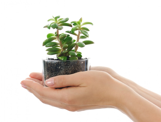Mains féminines avec succulentes sur blanc