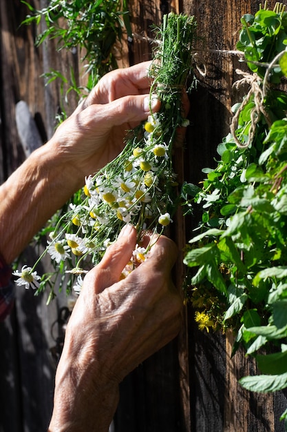 Photo mains féminines suspendues à un bouquet de camomille sur une ficelle pour le séchage