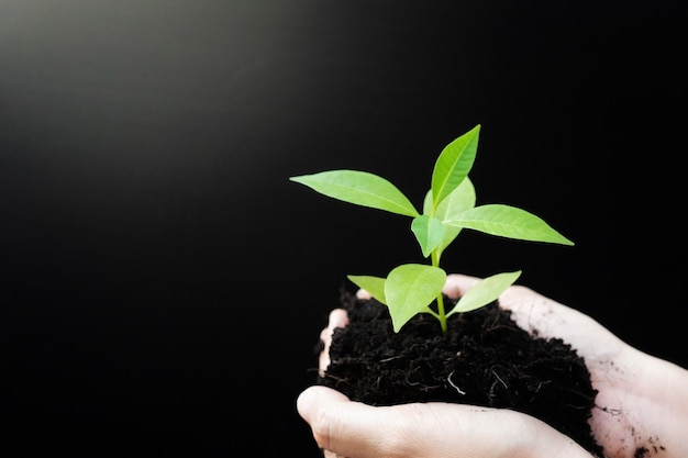 Mains féminines tenant une plante germée ou un semis d'arbre vert avec un sol noir.