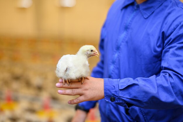 Mains féminines tenant un poussin dans un élevage de poulets