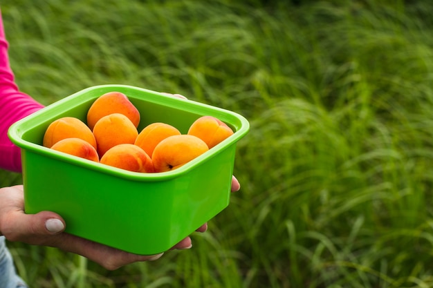 Des mains féminines tiennent un bol d'abricots mûrs