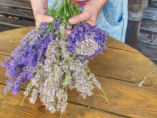 Des mains féminines tiennent un bouquet de lavande fraîchement récoltée préparant les tiges de fleurs pour le séchage