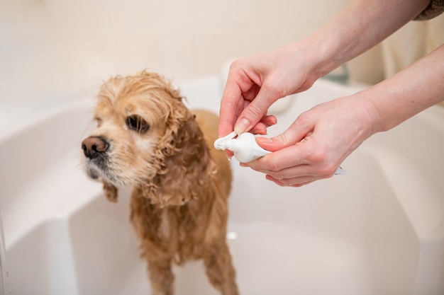 Les mains féminines tiennent une brosse à dents et un tube de dentifrice pour son chien