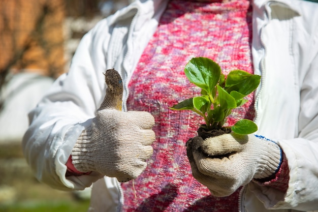 les mains féminines tiennent un germe de fleur et montrent les pouces vers le haut. passe-temps botanique