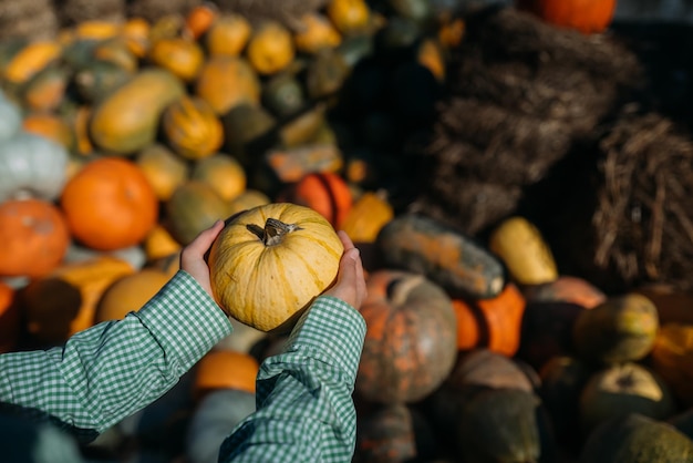 Photo les mains féminines tiennent une petite citrouille