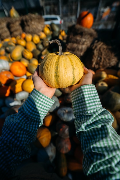 Photo les mains féminines tiennent une petite citrouille