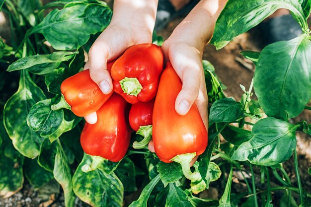 Les mains féminines tiennent le poivron rouge. Récolte, nourriture saine et diététique.