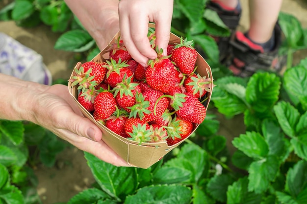 Les mains d'une femme âgée tiennent une boîte de fraises maison la main d'un enfant prend des fraises de la boîte Récolte de fraises maison