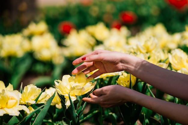 Mains de la femme aux fleurs jaunes