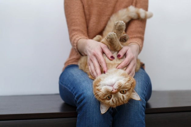 Mains de femme caressant un chat rouge en bonne santé dans la chambre à la maison. Soins des mains humaines et caressant le chat moelleux se bouchent. propriétaire mains tapotant chat drôle avec un museau satisfait. Animaux et concept de mode de vie