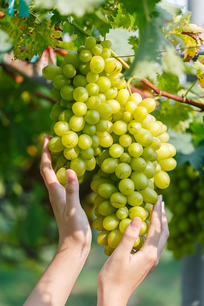 Mains de femme coupant les raisins blancs des vignes pendant les vendanges
