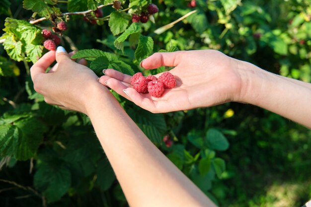 Mains de femme cueillant des framboises mûres dans le jardin d'été