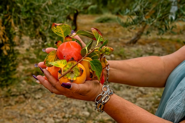 Mains de femme cueillant le fruit mûr de kaki suspendu à la branche d'arbre