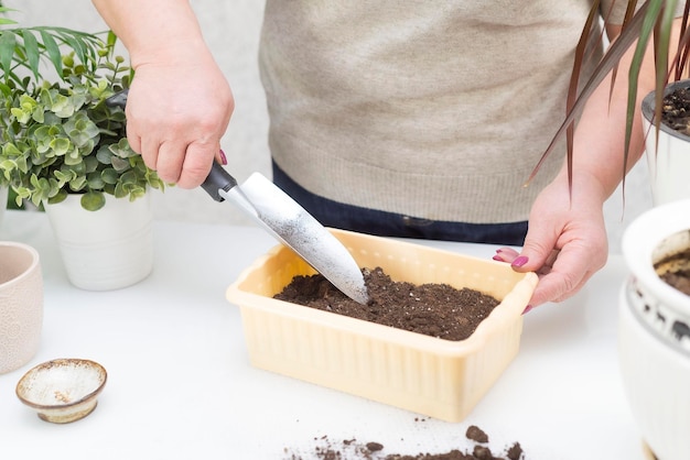 Les mains d'une femme cultivent le sol pour les semis dans un pot de fleurs