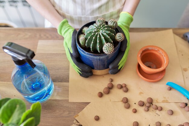 Mains de femme dans des gants plantant de jeunes cactus en pot. Loisirs, loisirs, plantes d'intérieur, jardinage domestique, concept d'amis en pot