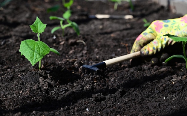les mains d'une femme en gants transplantent des plants de concombres tomates d'un pot dans le sol travail de printemps dans le jardin le concept d'écoproduits