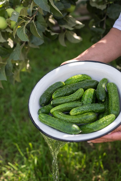 Mains de femme lavant des concombres pour la conservation