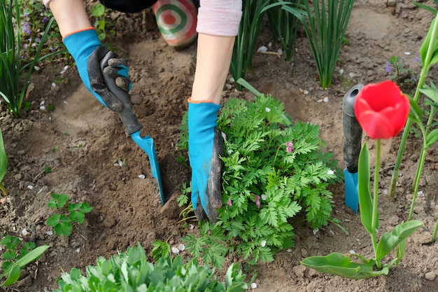 Mains de femme avec des outils de jardin travaillant avec le sol et cultivant dicentra spectabilis fleur de cœur saignant